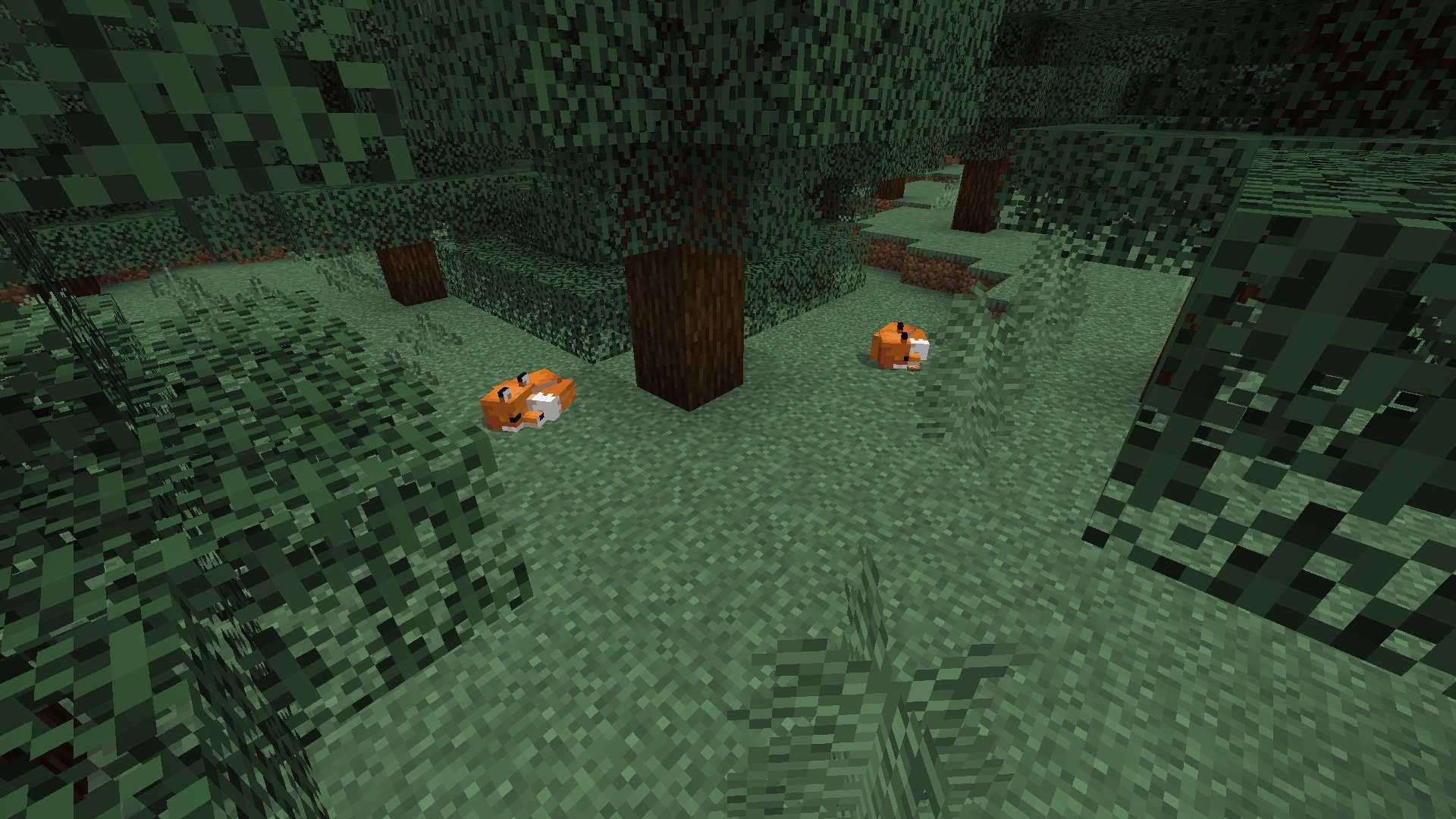 Zorros rojos en el bioma de Taiga en Minecraft durmiendo de día
